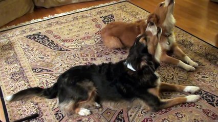 The Best Singing Christmas Dogs