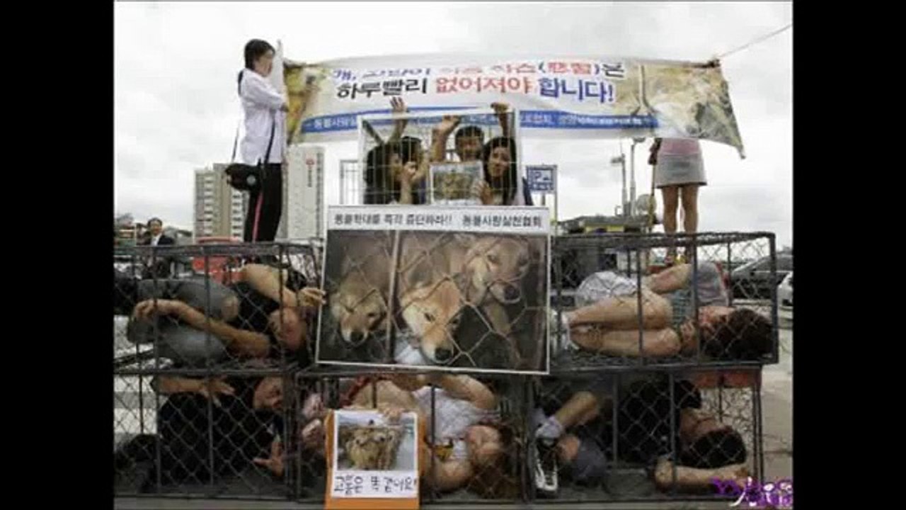 竹田恒泰が韓国の犬食を皮肉るww