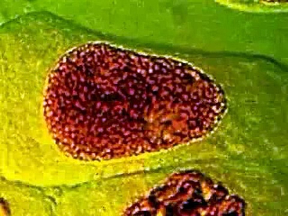 meiose