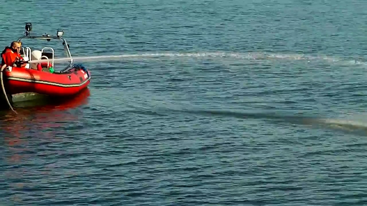 Hval i Vejle fjord