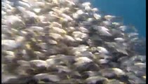 Fish bait ball in open water - Blue Planet - BBC