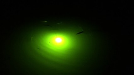 Snook and Redfish Feeding in a 'Green Glow Dock Light'