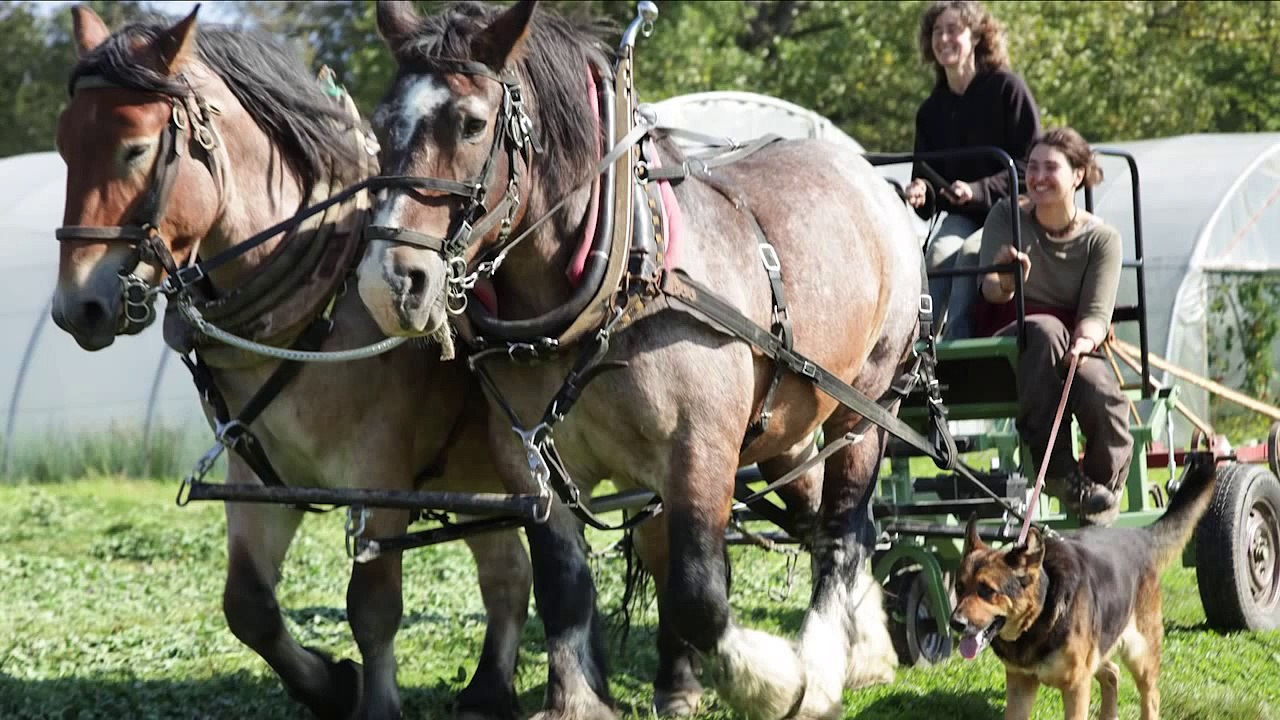 Biogärtnerei Wurzelwerk -- Arbeiten mit Pferden