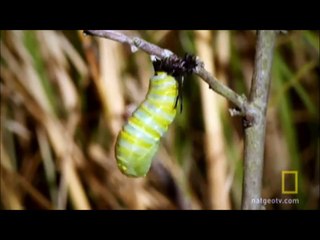 Metamorfosis de mariposa Monarca