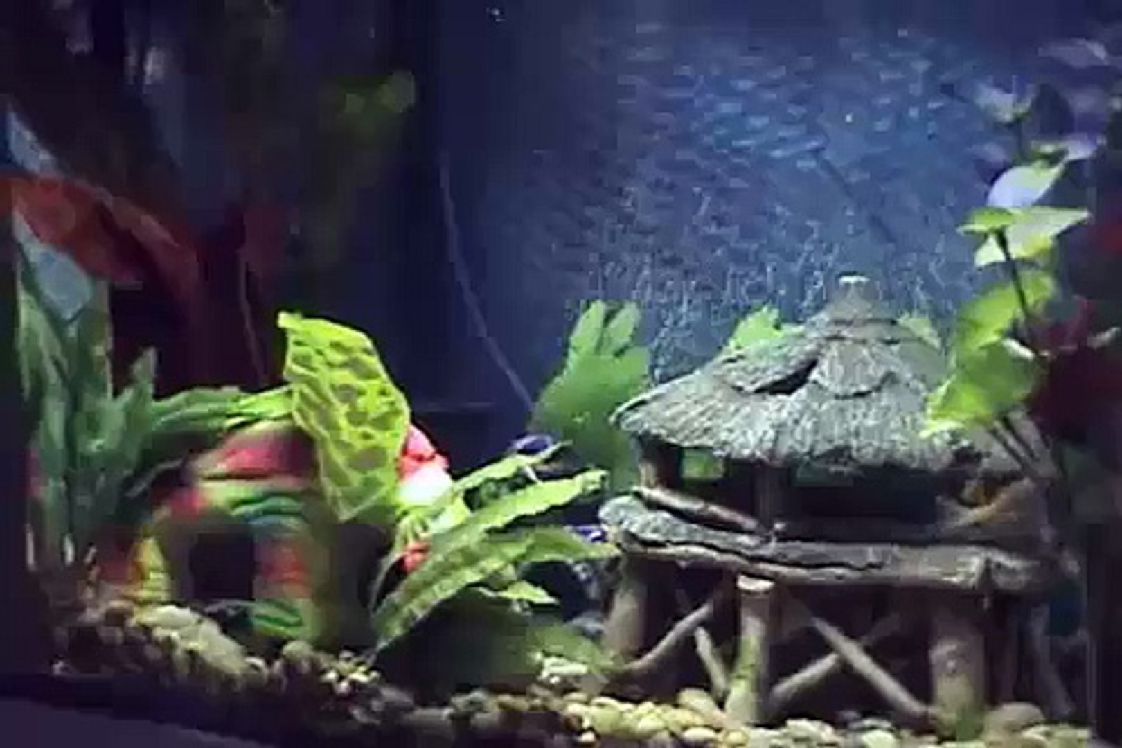 Minnows Feeder Fish In A 12 Gallon Eclipse Aquarium Video