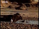 Great white shark territory - baby seals abandoned - BBC