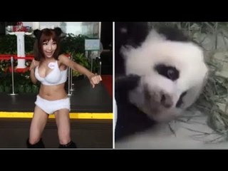 Taipei City councilor objects to zoo's 'panda-mania'