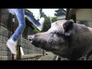 イノシシが体当たり　女性重傷