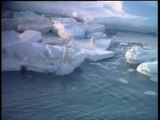 Melting Sea Ice Forces Polar Bears to Swim Longer