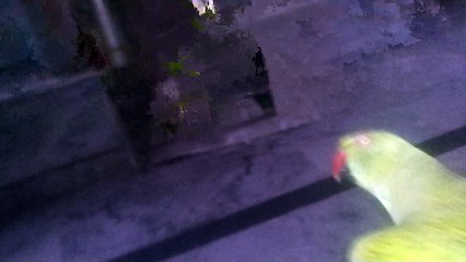 perrot dancing in own style