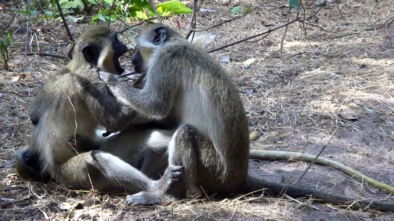 GREEN VERVET  Monkeys fighting