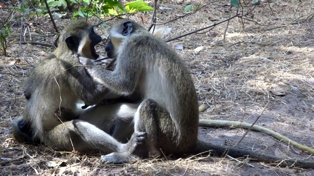 GREEN VERVET Monkeys fighting