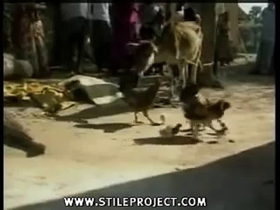 Cow eats a baby chicken!!