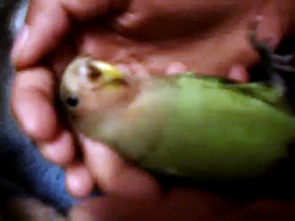 lovebird