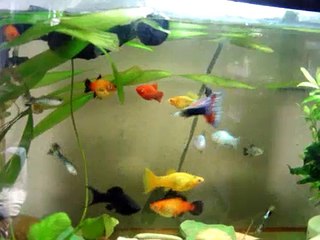 Peixes no pequeno aquário