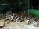 MOTHER TIGER ADOPTS PIGLETS!