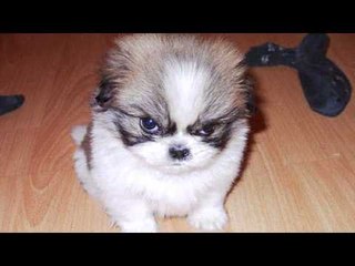 「ボール」大好き犬　安楽死へ