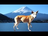 富士山頂の迷い犬　無事に保護