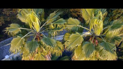 MC DONI feat. Натали - А ты такой, красивый с бородой в твои попала сети ♥