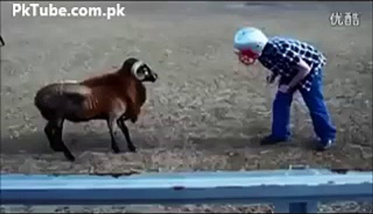 Funny Goat Attack Gone Wrong