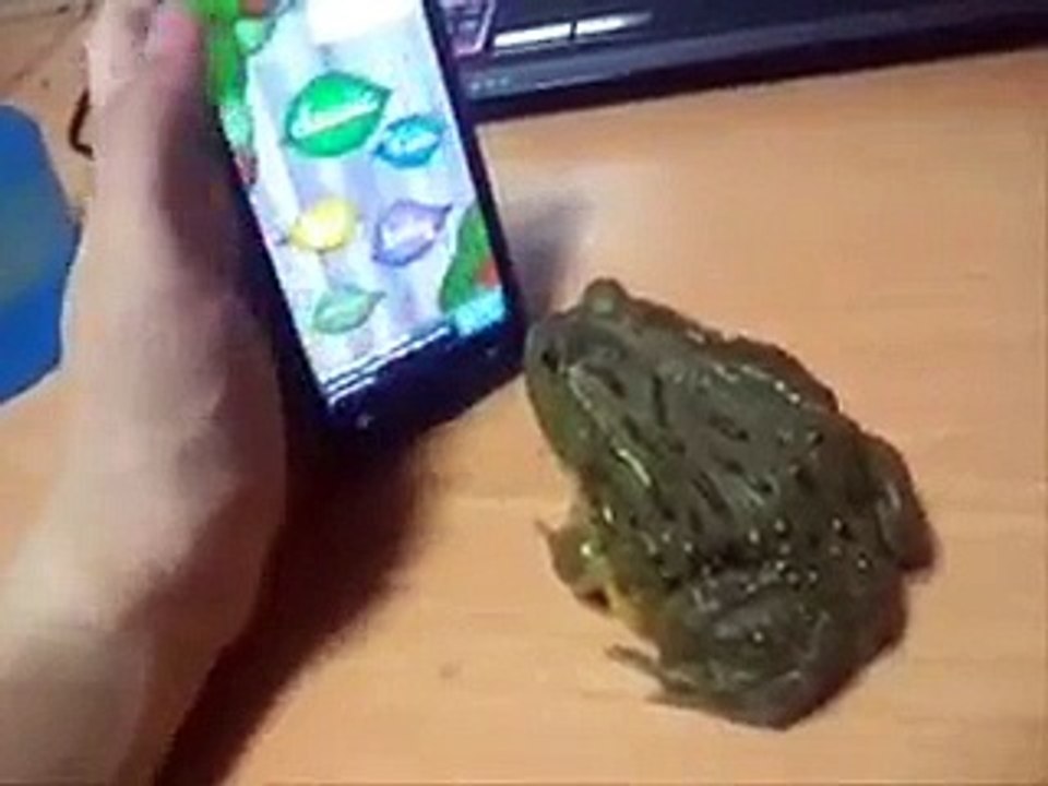 Amaizing frog