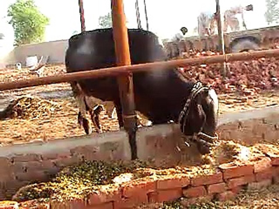 EH dairy farm 419jb gojra pakistan (140) ANIMALS