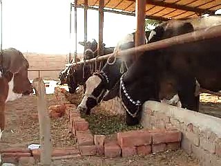 EH dairy farm 419jb gojra pakistan (133) ANIMALS