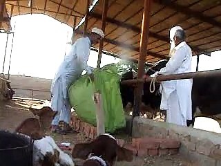 EH dairy farm 419jb gojra pakistan (134) ANIMALS