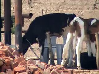 EH dairy farm 419jb gojra pakistan (124) ANIMALS