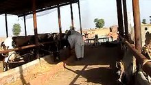 EH dairy farm 419jb gojra pakistan (135) ANIMALS