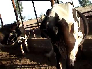 EH dairy farm 419jb gojra pakistan (136) ANIMALS