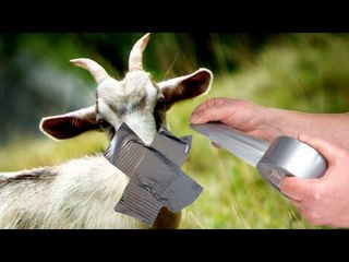 Keal Pontin's goats stolen with duct tape in Hawaii