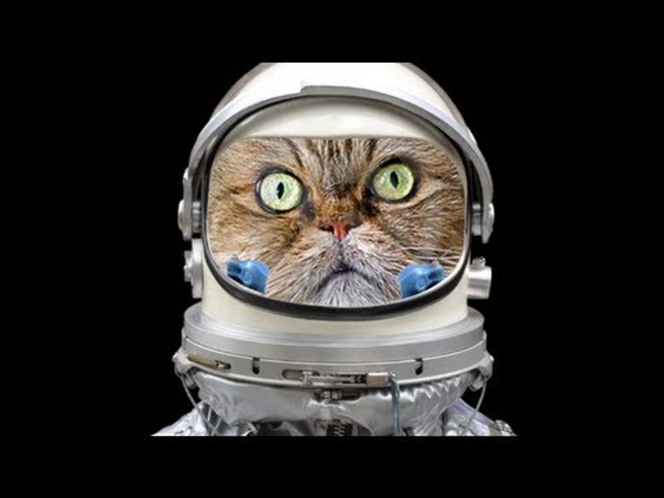 Iran to send Persian cat into space