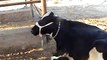 EH dairy farm 419jb gojra pakistan (115) ANIMALS