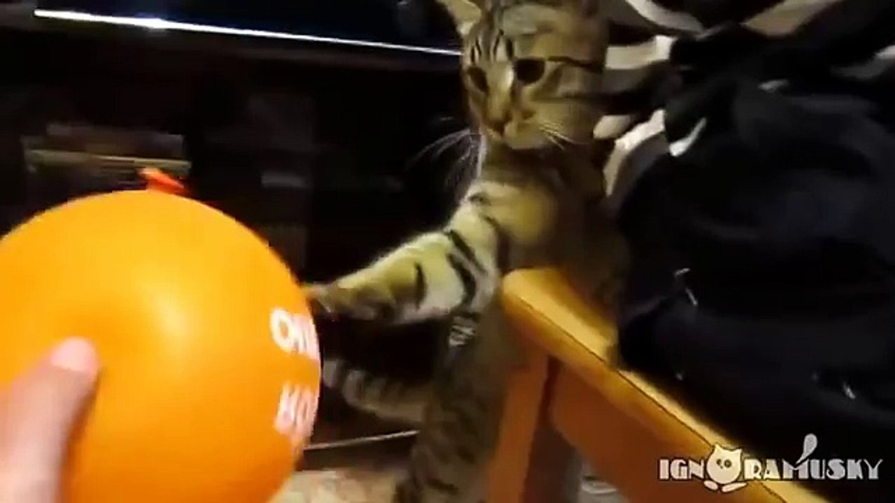 Cat, ball and electrostatics