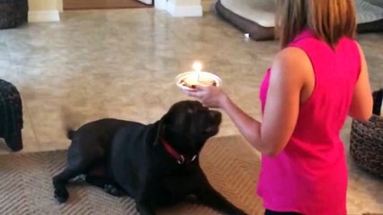 Dogs Failing At Simple Tasks