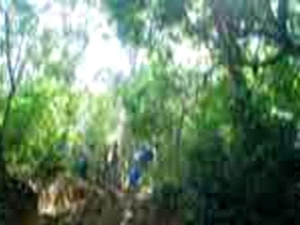 Canopy Fossiland
