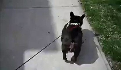 Cute Dog Scared By His Farts