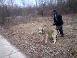 Central Asian Shepherd Dog Courage Test