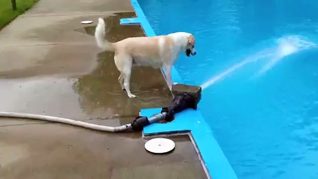 Dumb Dog Moment