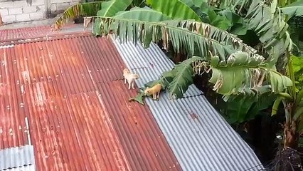 cat fight kedilerin mücadelesi