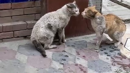 Cat fight! kedilerin  kavgası