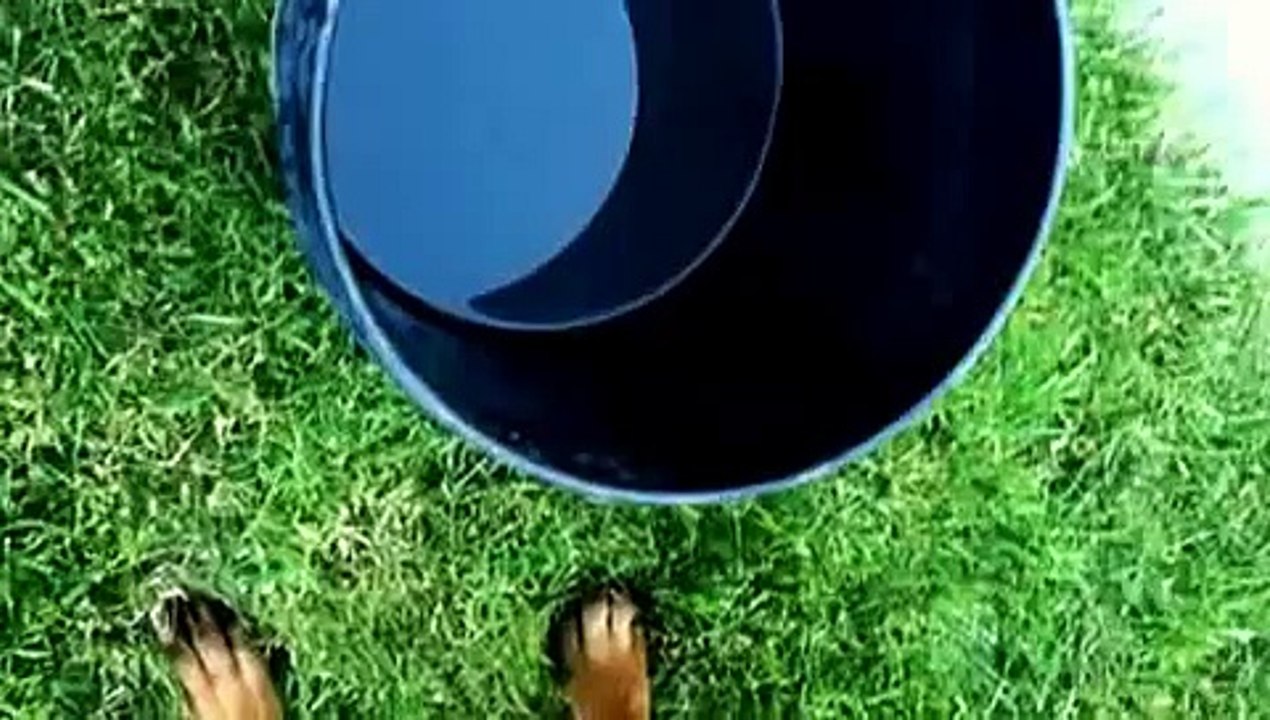 Doberman can't get enough