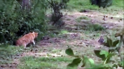 cat kedi tavşan yakalıyor