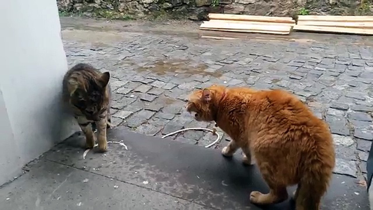 cat fiyght Ev Kedisi ile sokak kedisinin kavgası