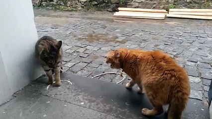 cat fiyght Ev Kedisi ile sokak kedisinin kavgası