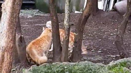 cat fiyght Kedi Kavgası