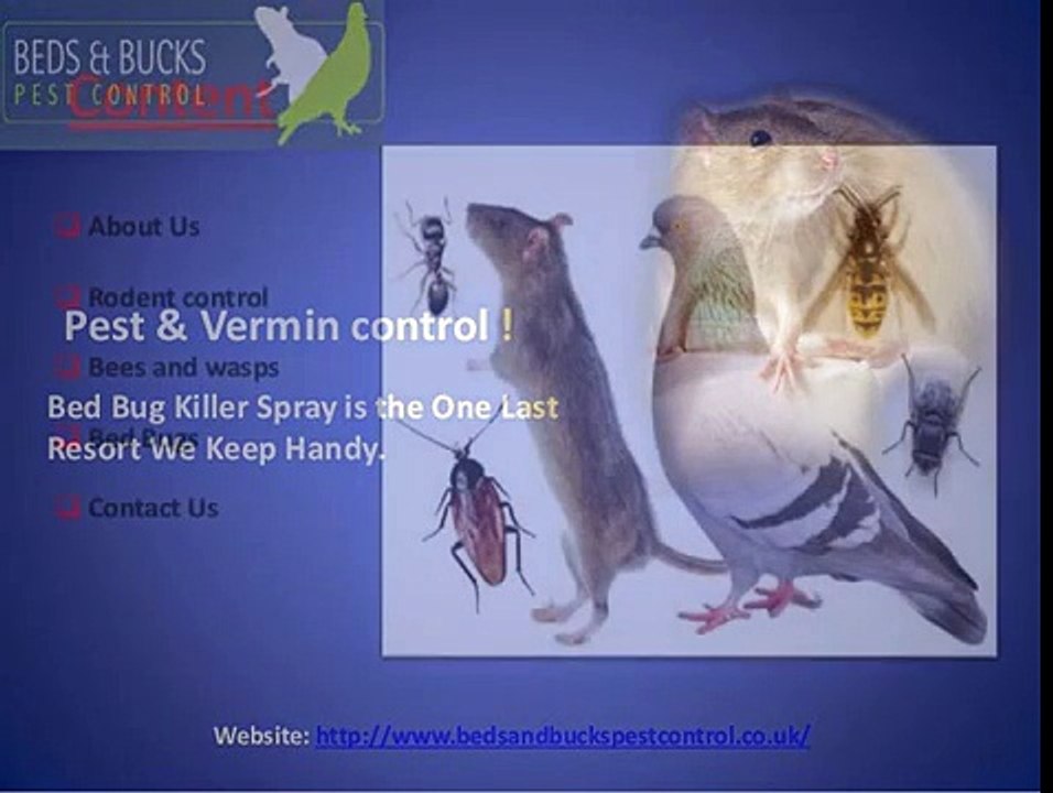 With Bed Bug Killer Spray, We Mean Serious Business!