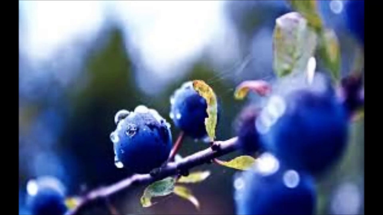 Romowe Rikoito - Blueberry Song