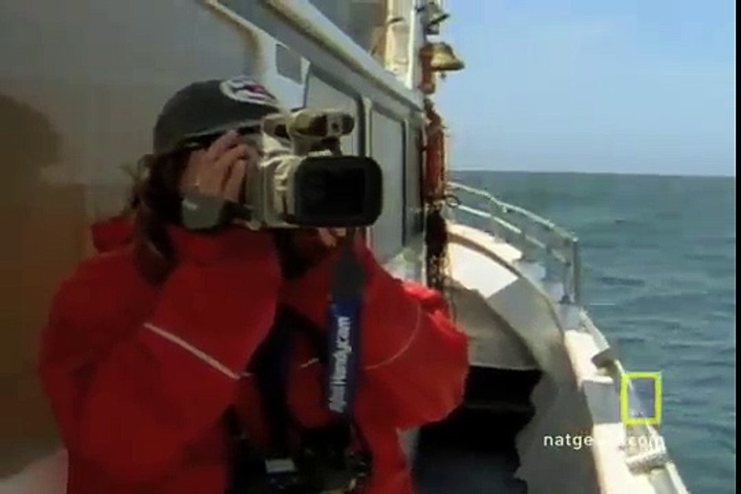 Killer Whales vs. Gray Whales